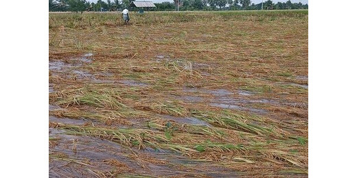 तमिलनाडु : चक्रवात के बाद फसल नुकसान के आकलन में सुस्ती, किसानों में बढ़ी बेचैनी